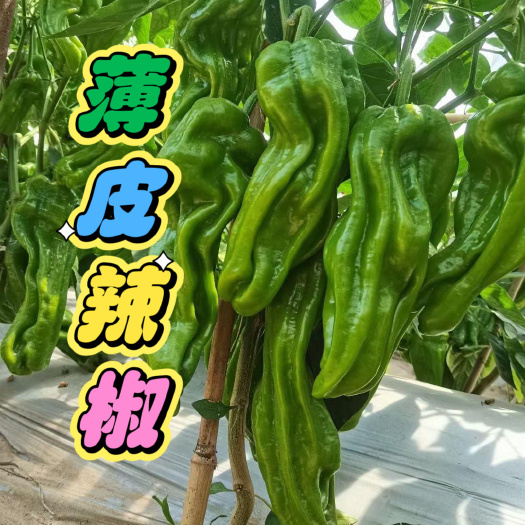 寿光市薄皮辣椒苗