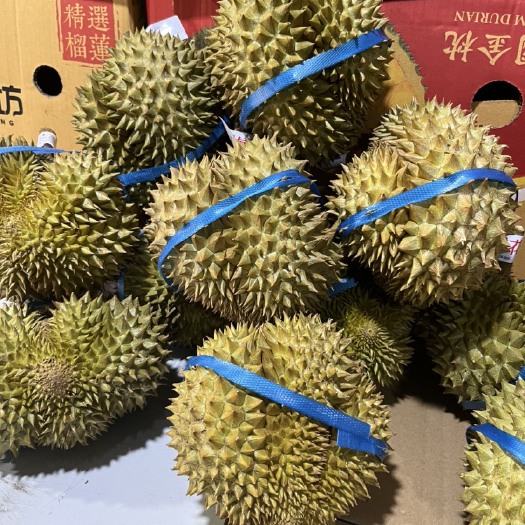 昆明金枕榴莲，枕一件代发
