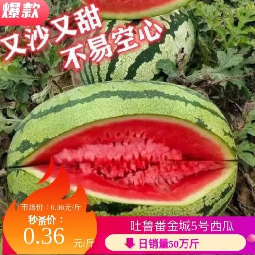 吐鲁番新疆金城五号西瓜 耐运输 瓜型好 直发全国批发市场