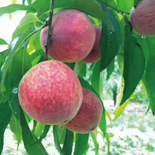 桐柏县毛桃，血桃