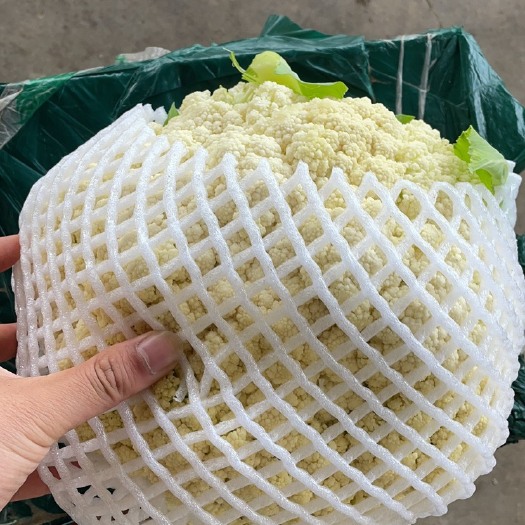 昌黎县白花菜花