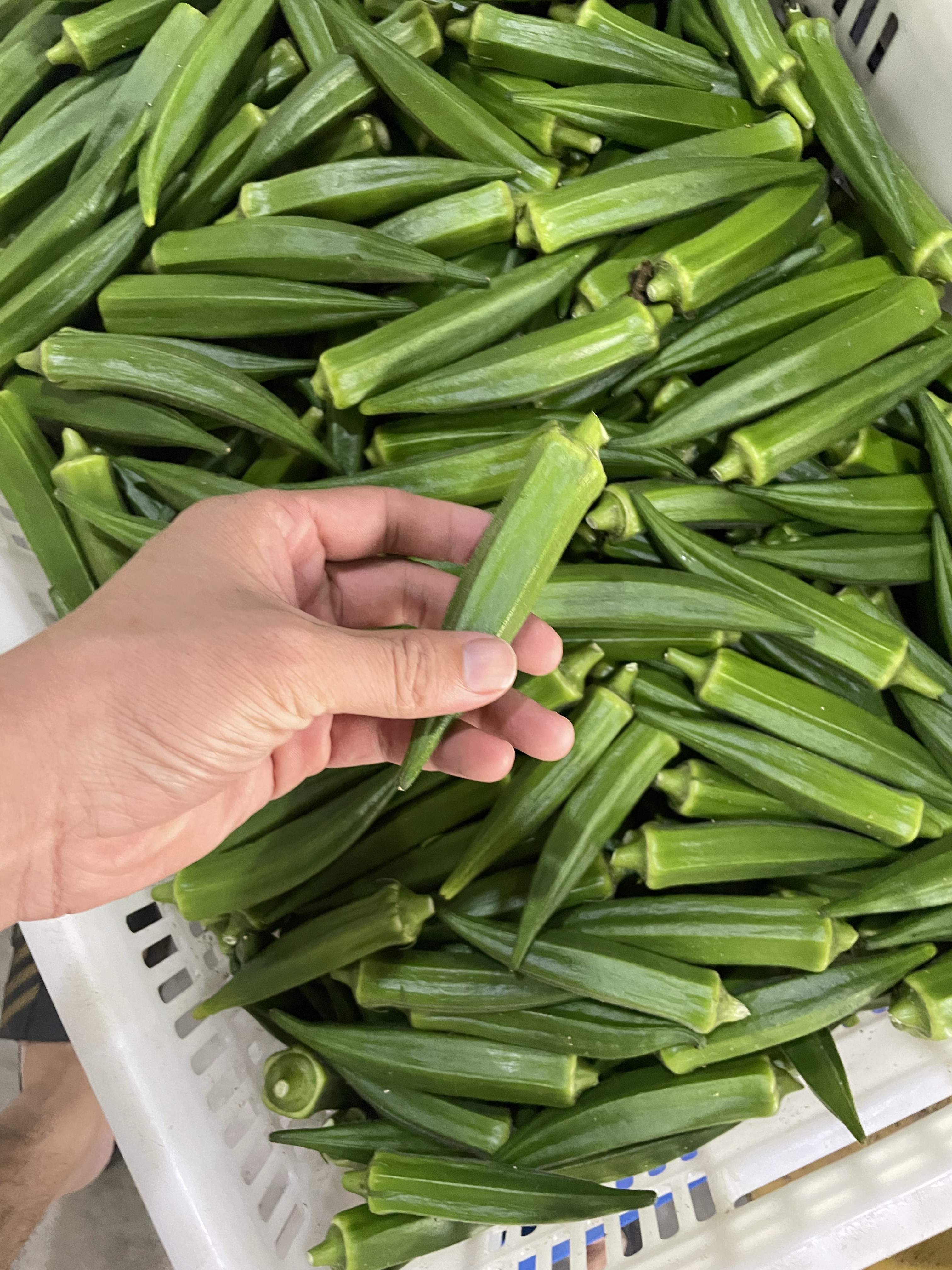 万亩基地秋葵新鲜露天鲜嫩水果黄秋葵蔬菜现摘现发坏老包赔