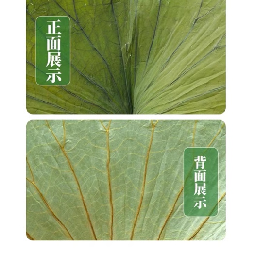 微山县微山湖荷叶