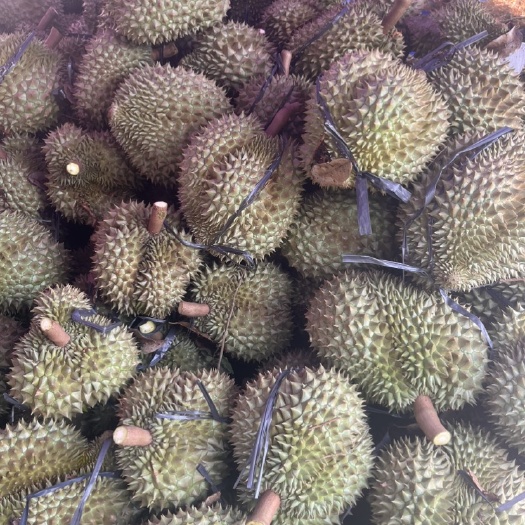 河口县越南金枕榴莲