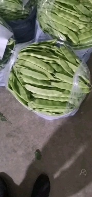 北镇市辽宁锦州北镇精品，精品油豆角，质量杠杠的