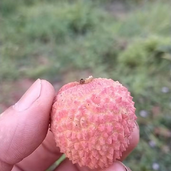 桂味，仙进奉预约，一周后大量上市