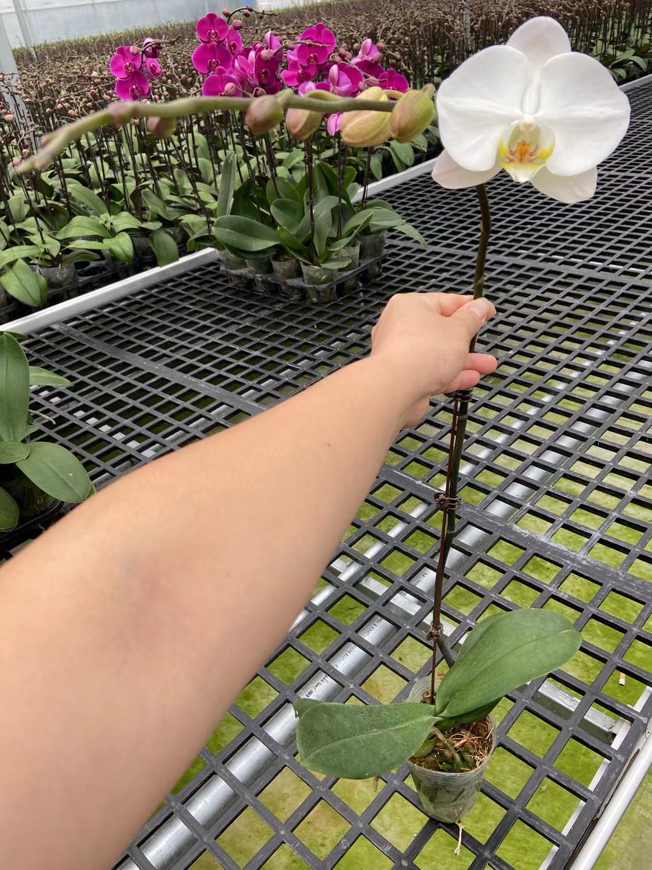 3寸白花蝴蝶兰