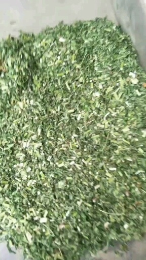 六安益母草