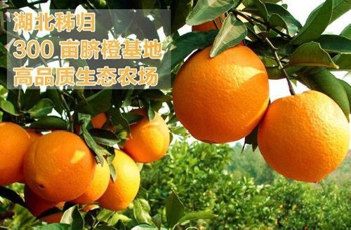 秭归县伦晚