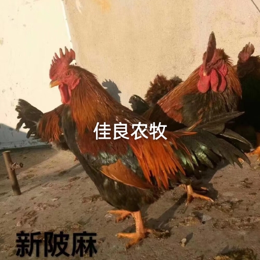 广州新陂麻鸡苗