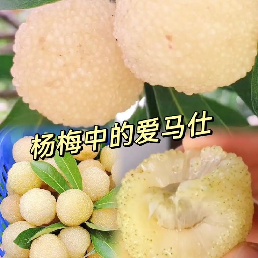 白沙水晶杨梅