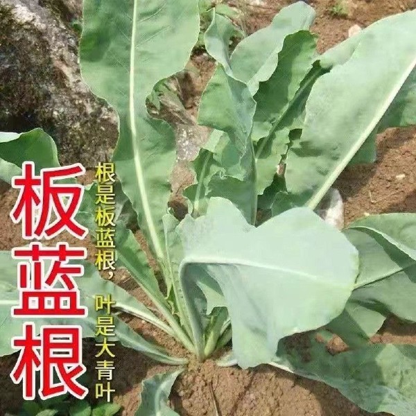 板蓝根种子草本植物二年生板兰根种子籽盆栽种植