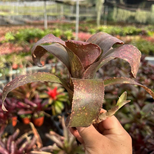 湛江积水凤梨B属日落 水陆生态水草爬宠虫缸造景常用附生景观植物