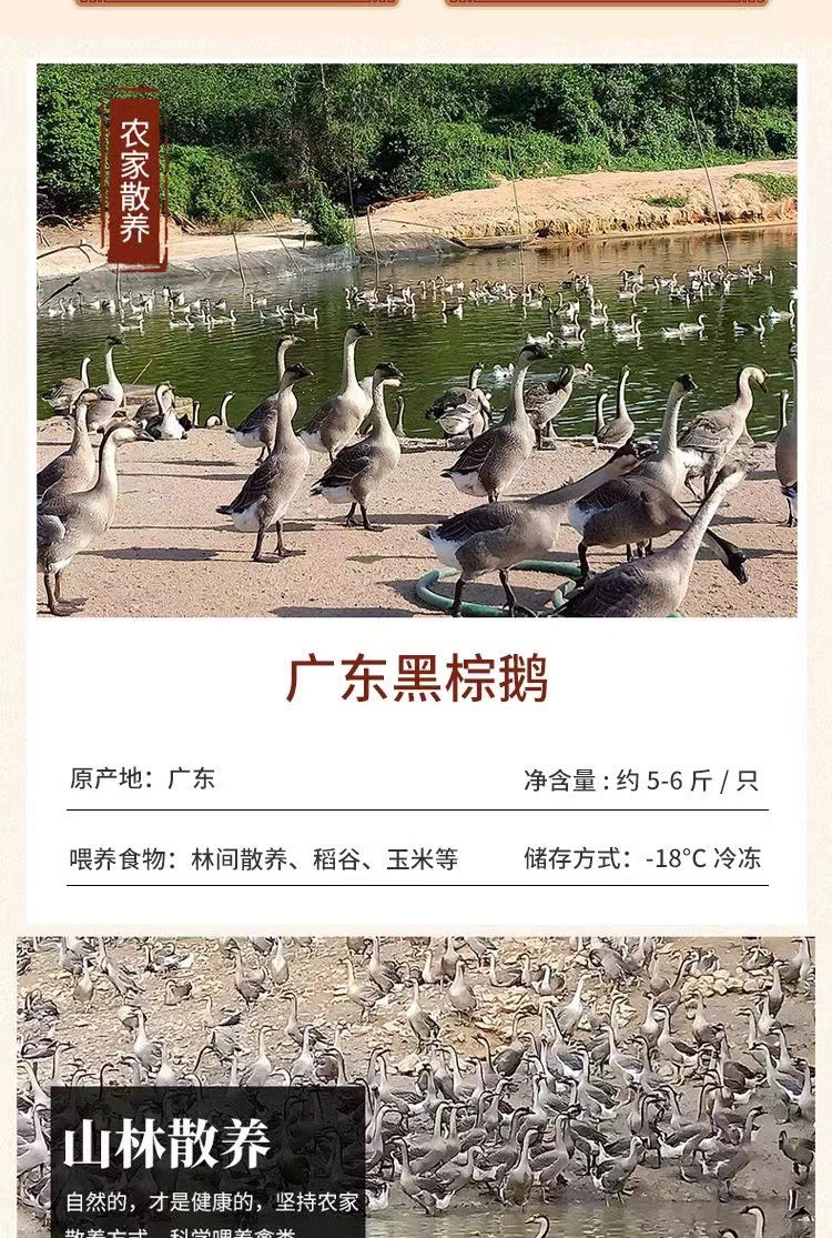 广东新鲜现杀5-9斤黑棕鹅整只马冈鹅光鹅草鹅棚鹅生冷冻餐厅