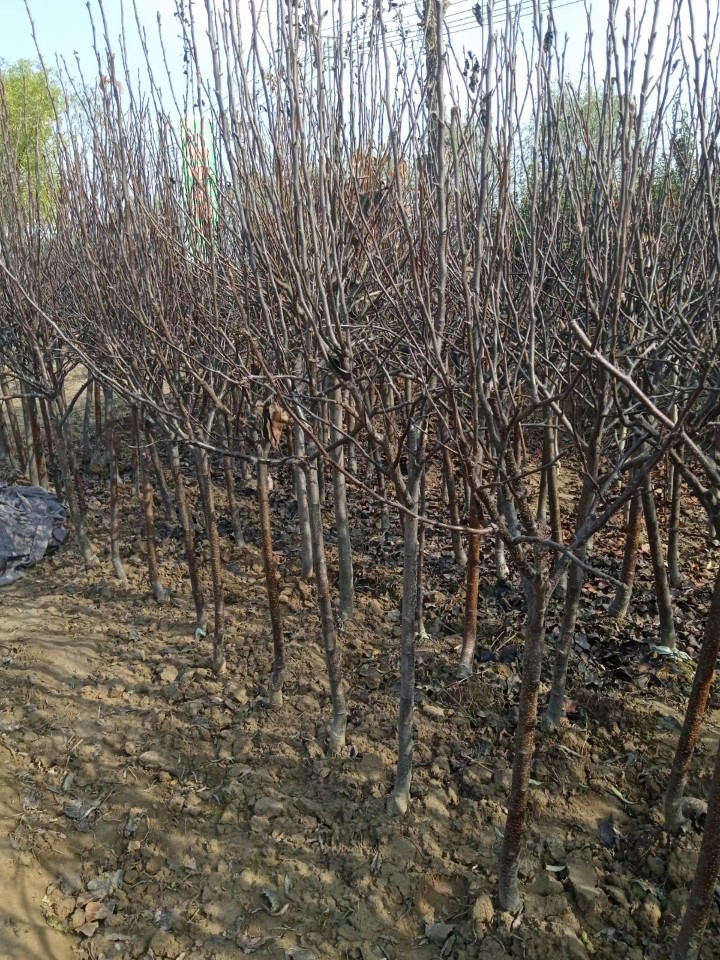 沙果鸡心果树苗盆地栽锦绣海棠小苹果苗嫁接苗南方北方种植包邮价