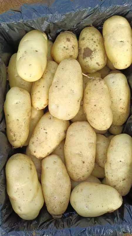 寿光市黄心土豆，山东优质荷兰土豆十五号，三量以上，三量以下，量大