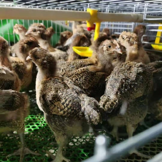 宣恩县脱温苗
