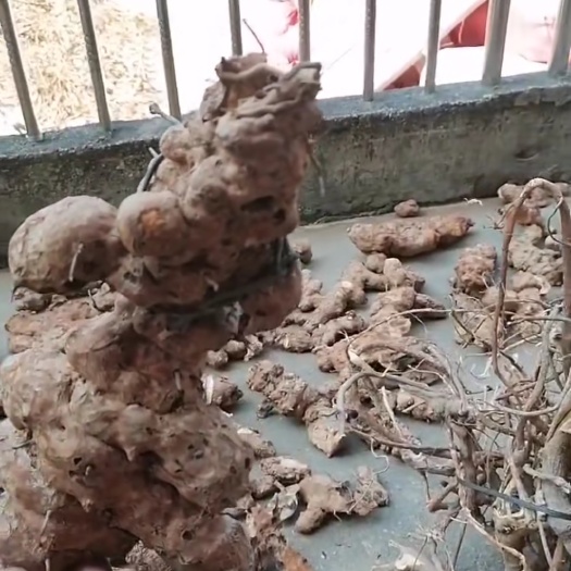 浦北县土茯苓