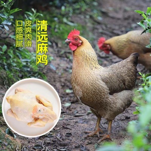 佛山广东2.5-3斤清远麻鸡白切鸡新鲜月子鸡走地鸡土鸡散养冷冻