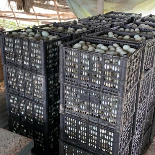海城市鸭蛋 青皮鸭蛋 养殖场供货
