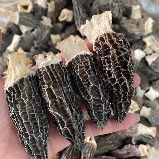 羊肚菌干货500g野生云南特产新鲜羊肚菇煲汤材料包旗