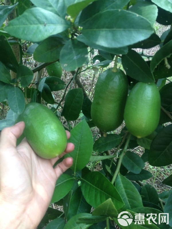 香水柠檬苗介绍图片种植技术