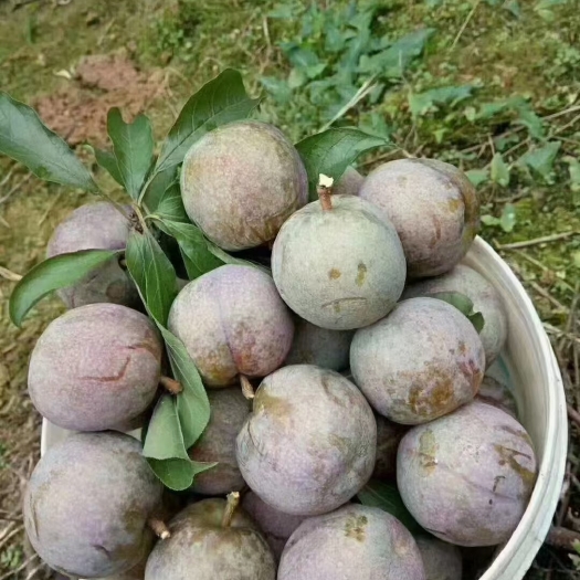 翁源县翁源三华李