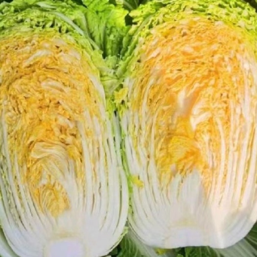 黄心大白菜，玲珑黄量大，电商平台，食堂，档口，商超，欢迎对接