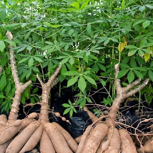 灵山县面包木薯比地瓜好吃这个不是地瓜是木薯好多人都不知道问我是啥
