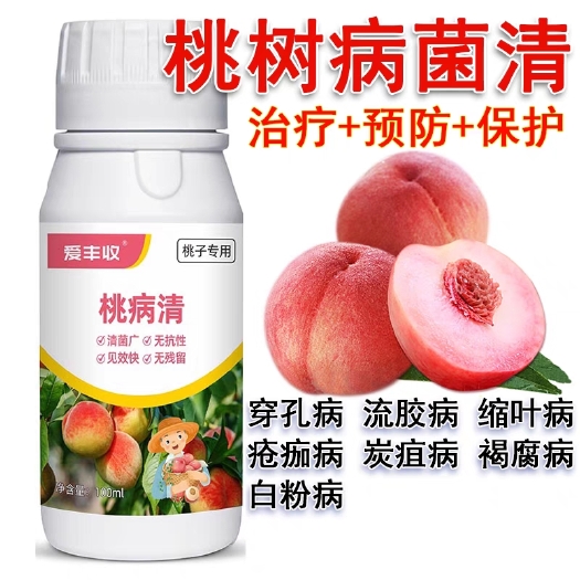 扶沟县桃树病菌清穿孔病 流胶病缩叶病疮痂病炭疽病褐腐病白粉病