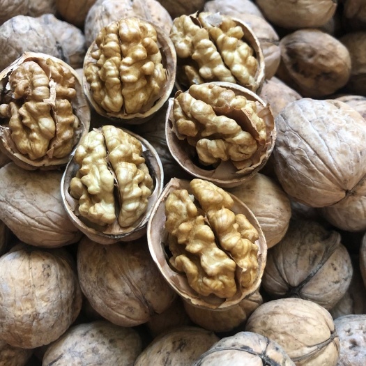 沧县薄皮核桃185纸皮薄皮核桃最低5斤起发