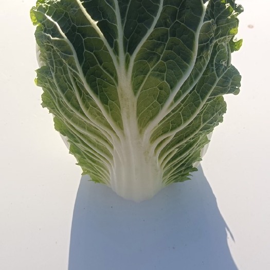 蔚县万亩旱地白菜