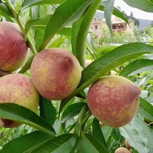 百花桃 香脆甜 花儿桃