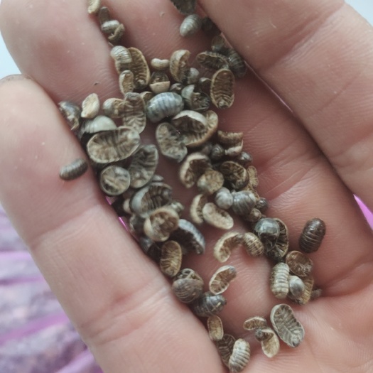 合肥鼠妇虫，西瓜虫统货