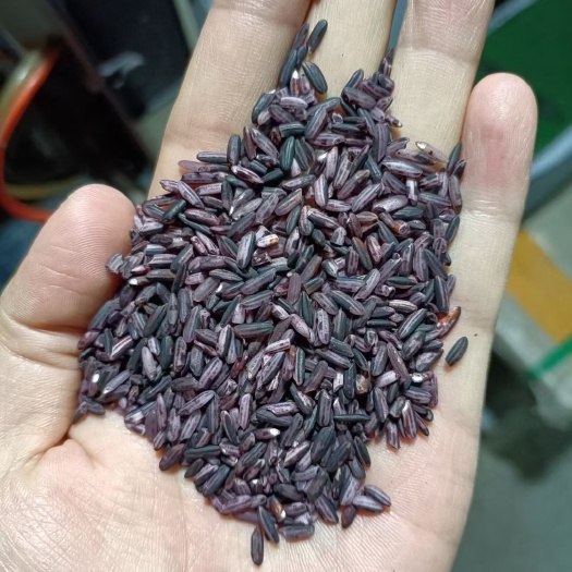 颍上县红米，红碎米，紫糯米，糙米，杂粮用米，八宝粥用米，大量便宜