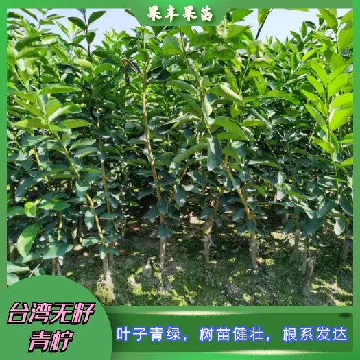 灵山县无籽青柠檬苗 塔西提柠檬种植技术