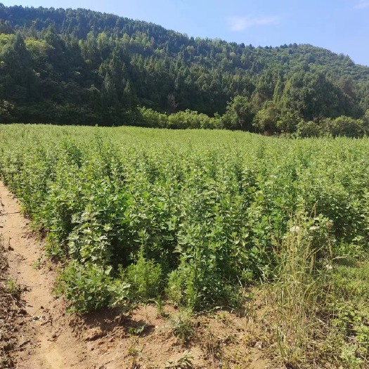 剑阁县蕲艾