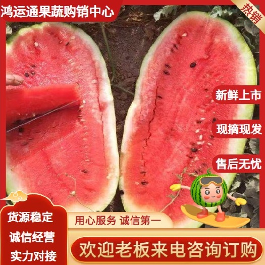 哈密新疆哈密金城五号万亩西瓜基地，日产20万斤支持视频看货