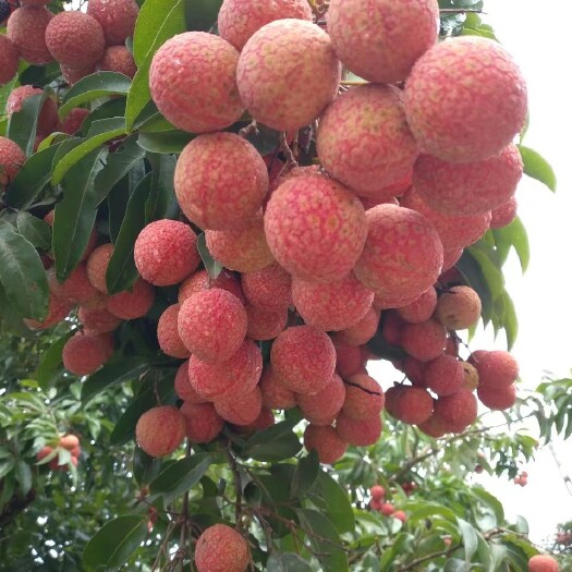 凭祥市越南红花荔枝