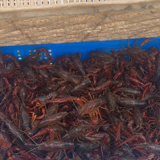 小龙虾