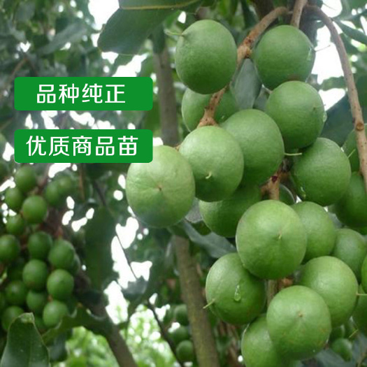 桂热一号坚果嫁接苗