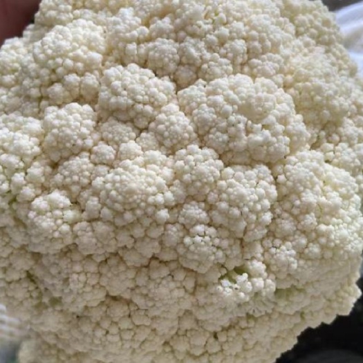 张北县菜花花菜 小米粒青梗散花松花菜产地批发 80天菜花