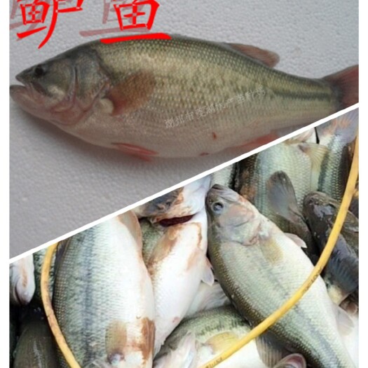 东阿县淡水鲈鱼