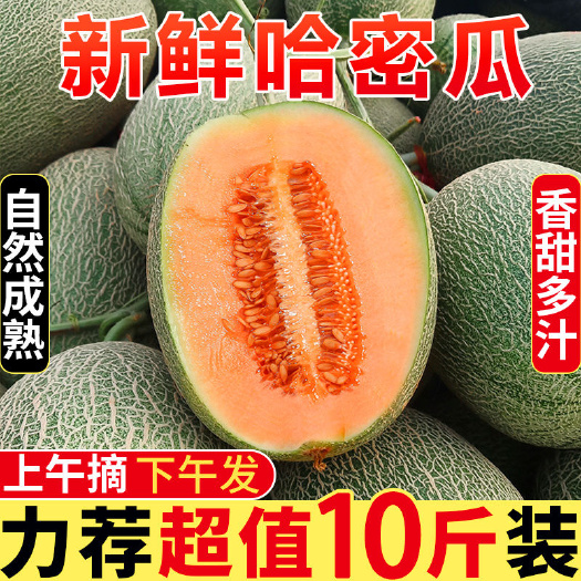 寿光市【哈密瓜一件代发包邮】西州蜜产地直发小蜜25商超档口货平台货