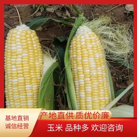 通海县水果玉米  玉米  玉米    玉米
