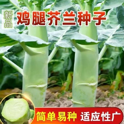 鸡腿芥兰柳叶鸡腿甜脆芥兰种子籽秋季蔬菜种子