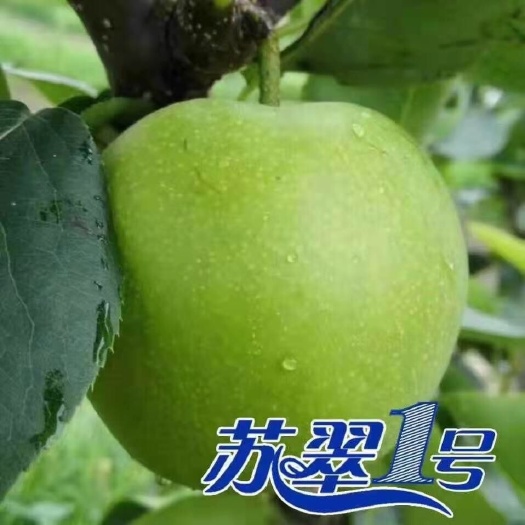 砀山县【苏翠一号】砀山酥脆无渣精品果【现货6月20号-7月20号】