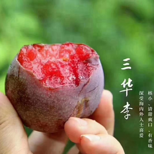 翁源县广东省韶关市翁源县三华李