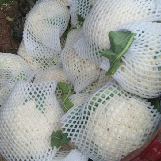 张北县散菜花单颗2斤左右 小米粒松花菜 万全菜花 散花