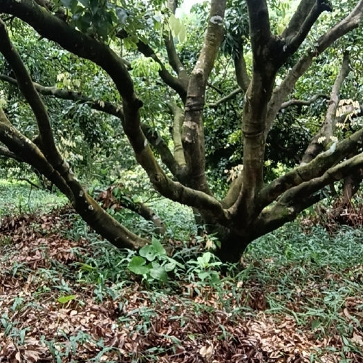 灵山县桂味